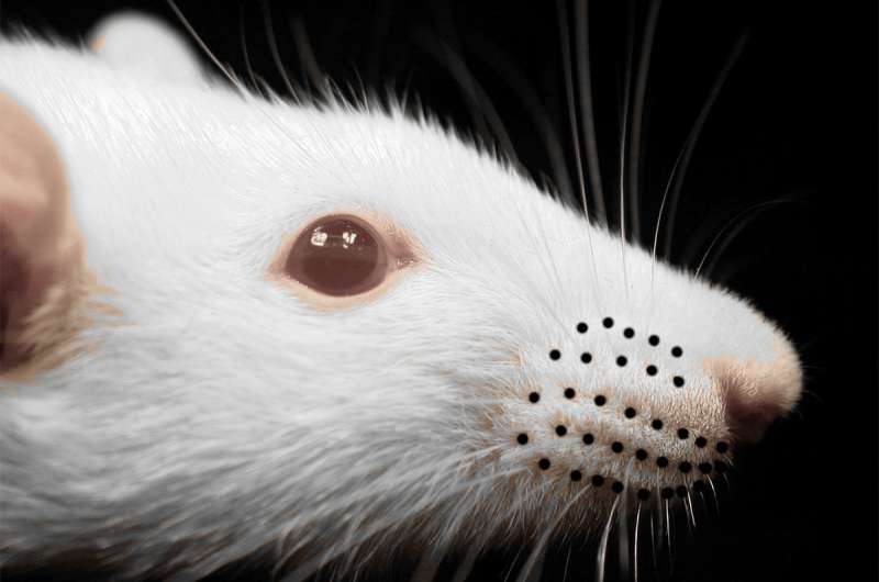 Whiskers help animals sense the direction of the wind