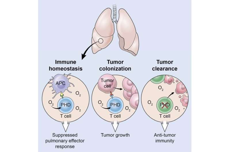 Insights on lung micro-environment explain why cancer spreads to the lungs