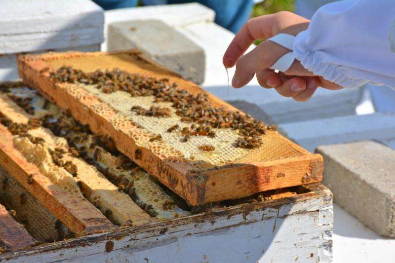 Land-use change rapidly reducing critical honey bee habitat in Dakotas
