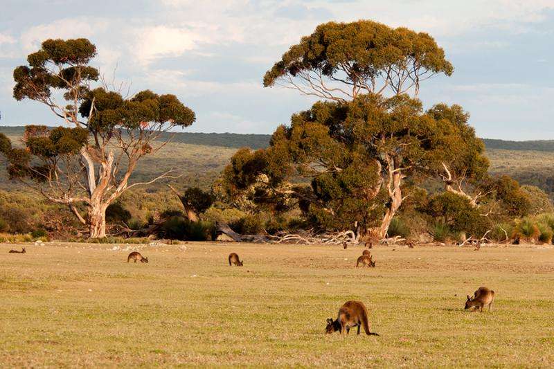Kangaroo Island could be powered by 100 percent renewable energy