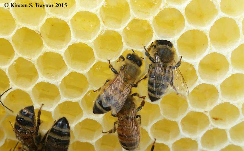 High Number of Pesticides Within Colonies Linked to Honey Bee Deaths