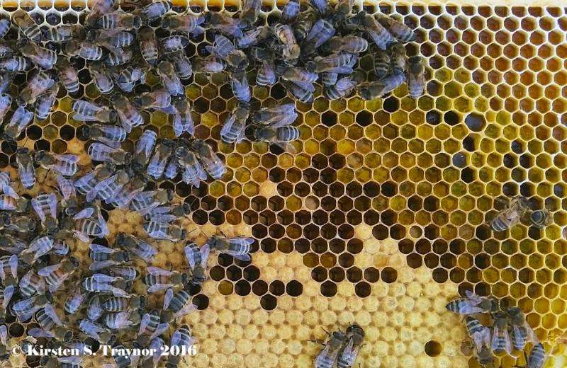 High Number of Pesticides Within Colonies Linked to Honey Bee Deaths