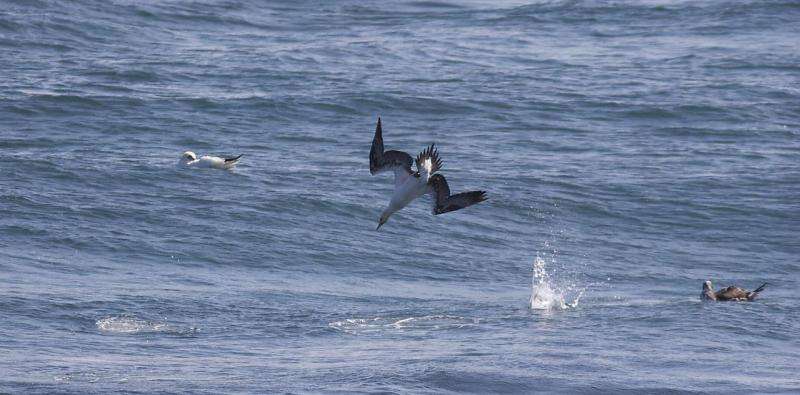 Ocean fronts attract ocean wanderers - foraging gannets on the front line