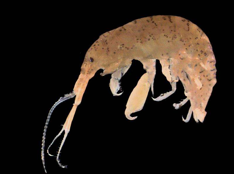 Climate change likely to produce sexier male herbivorous amphipods