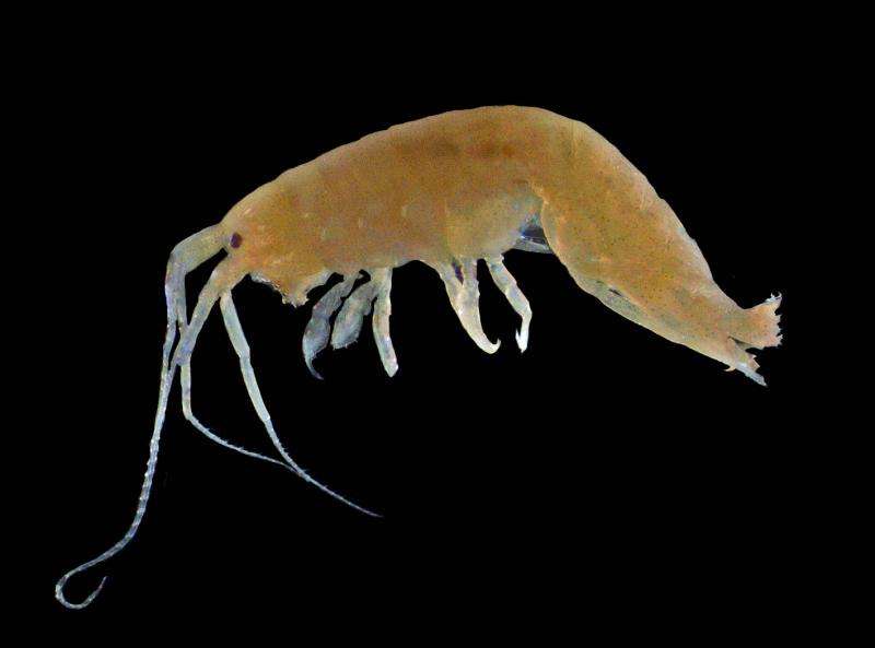 Climate change likely to produce sexier male herbivorous amphipods