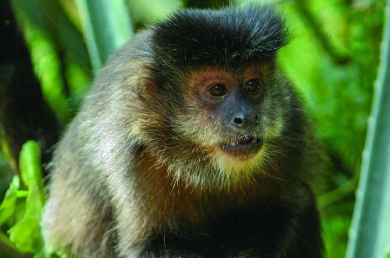 Wild capuchin monkeys found able to remember where and when their food was hidden