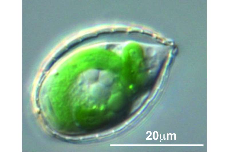 scientists reveal how a little-known amoeba engulfed a bacterium to become photosynthetic