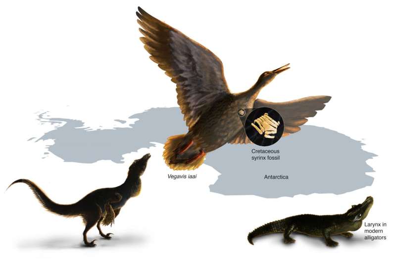 Oldest known squawk box suggests dinosaurs likely did not sing