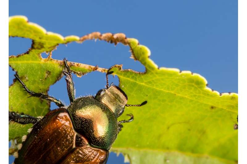Why insect pests love monocultures, and how plant diversity could change that