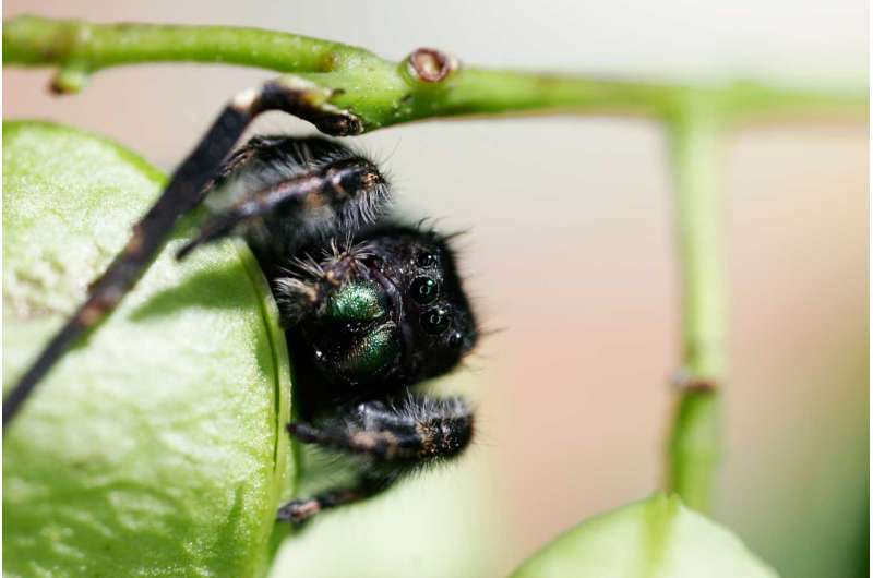 That jumping spider can hear you from across the room