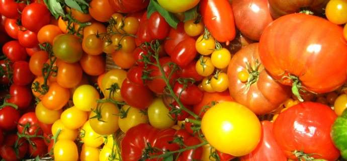 57 varieties of tomato