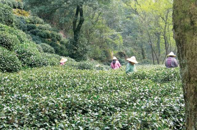 Climate change is affecting the growing and harvesting of tea