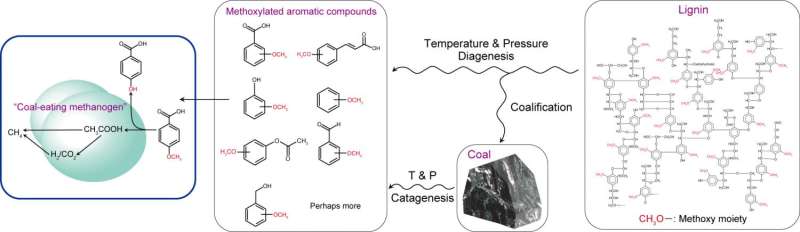 Researchers discover microbes able to convert compounds released from coal directly into methane