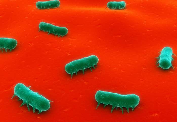 Bacteria 'alarm clock' may cause repeat infections in patients