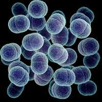 Gut mast cells are influenced by antibiotics