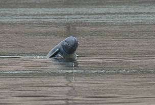 Irrawaddy dolphins functionally extinct in Laos