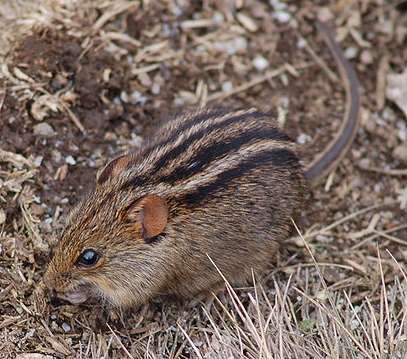 How the African striped mouse got its stripes