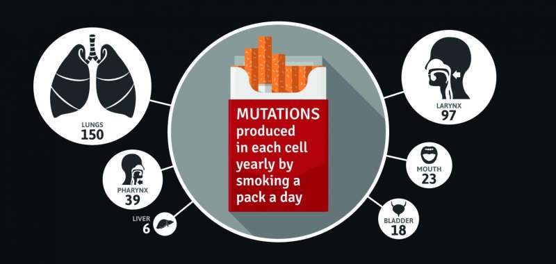 Smoking a pack a day for a year causes 150 mutations in lung cells