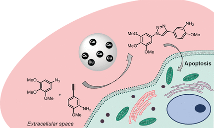 Biocompatible heterogeneous copper catalyst for click chemistry in living organisms