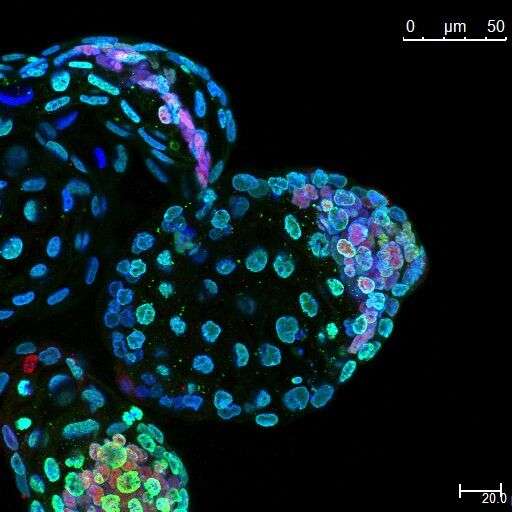 Researchers put mouse embryos in suspended animation
