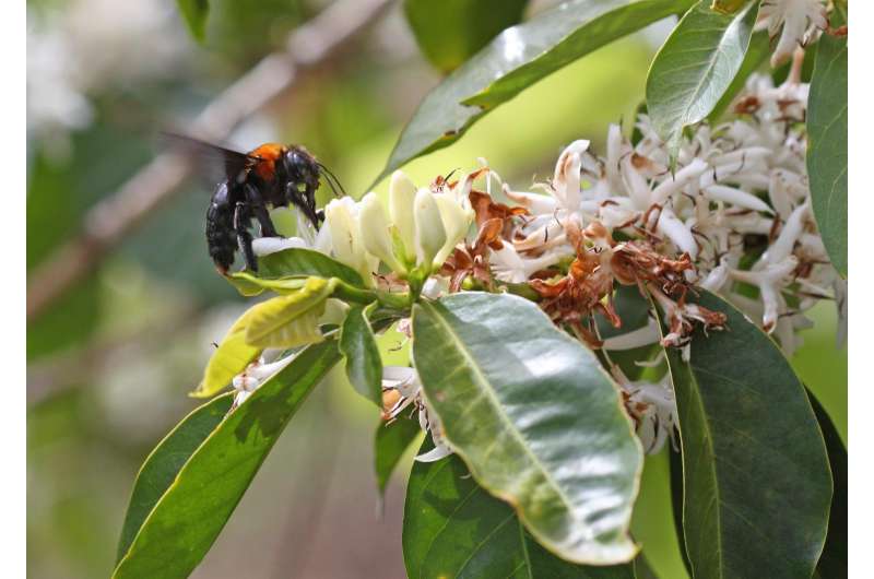 Scientists propose 10 policies to protect vital pollinators