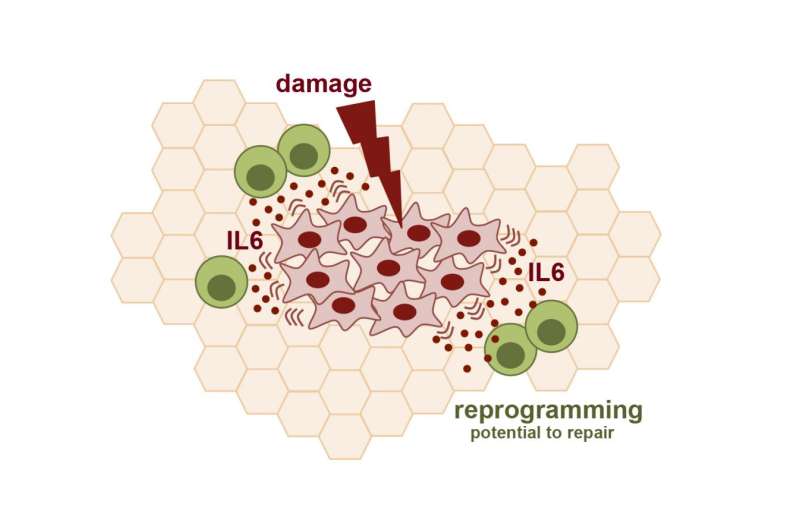 Tissue damage is key for cell reprogramming