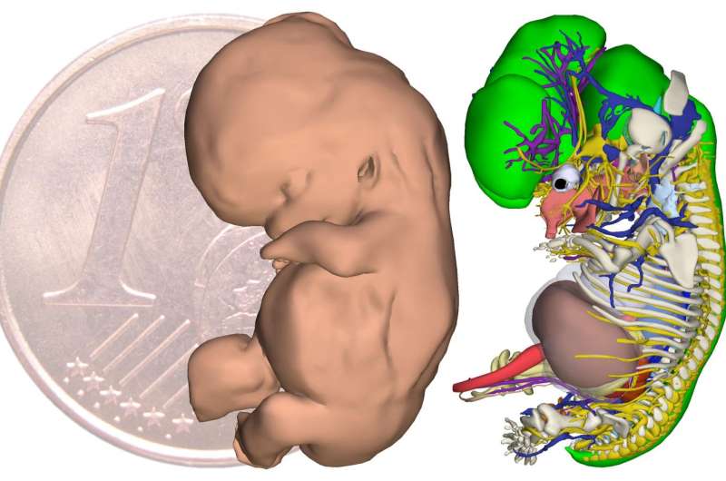 New atlas depicts first two months of human development in 3-D