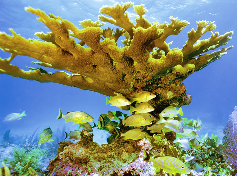 Corals much older than previously thought, study finds
