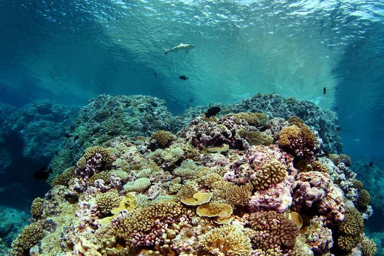 Understanding the conditions that foster coral reefs’ caretaker fishes
