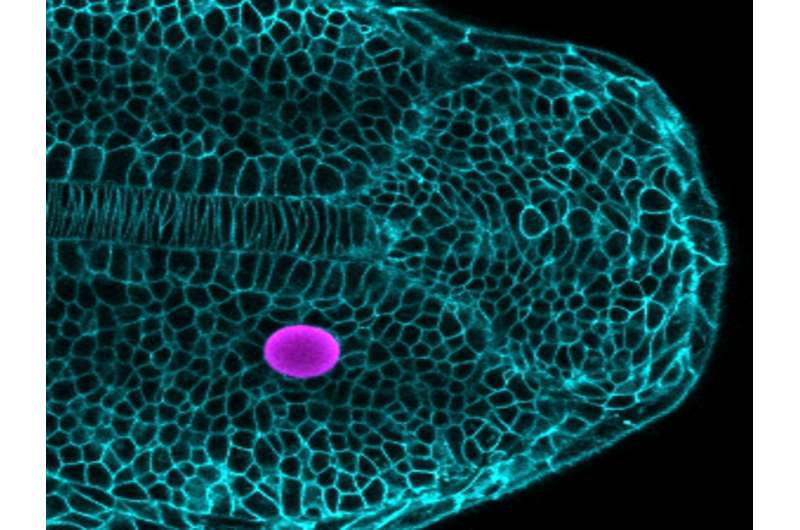 Powerful new technique reveals the mechanical environment of cells in their natural habitat, the living embryo