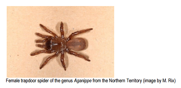 Trapdoor spiders disappearing from Australian landscape