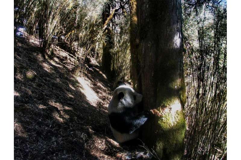 Researchers calculate minimum amount of land perseveration needed to prevent extinction of giant panda