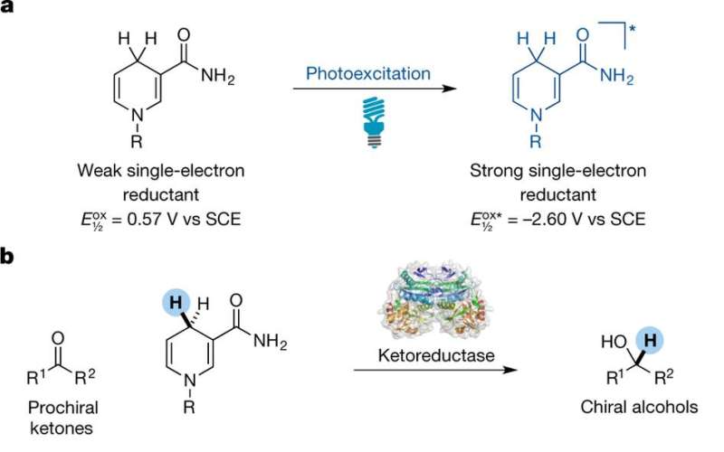 Method devised that allows a ketoreductase enzyme to catalyze non-natural reactions