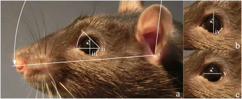 Study suggests rats smile with their ears