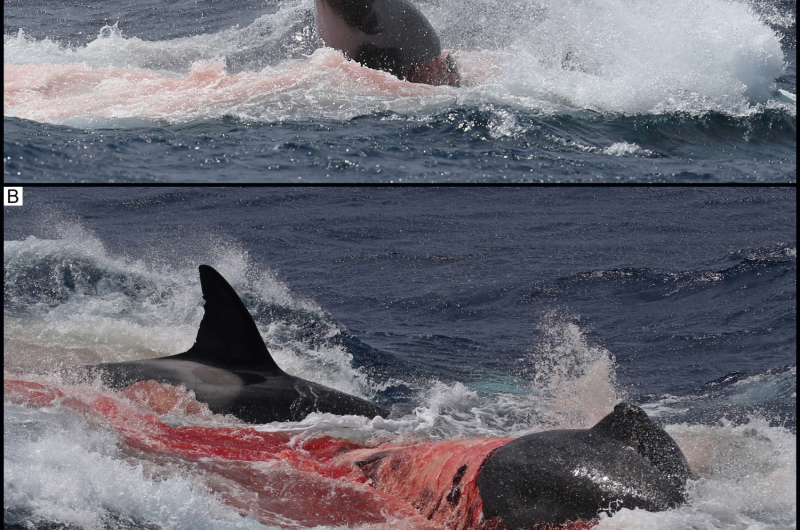 Orcas seen killing and eating beaked whale and sevengill shark