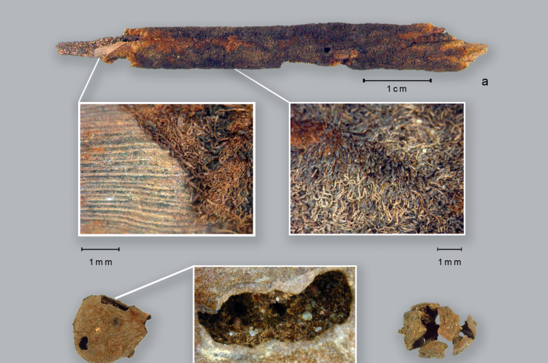 Earliest evidence discovered of plants cooked in ancient pottery