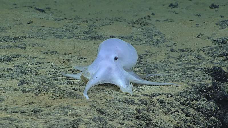 Manganese nodules as breeding ground for deep-sea octopuses