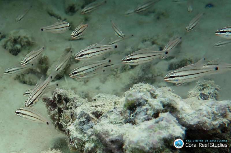 Magnetic force pulls baby reef fish back home