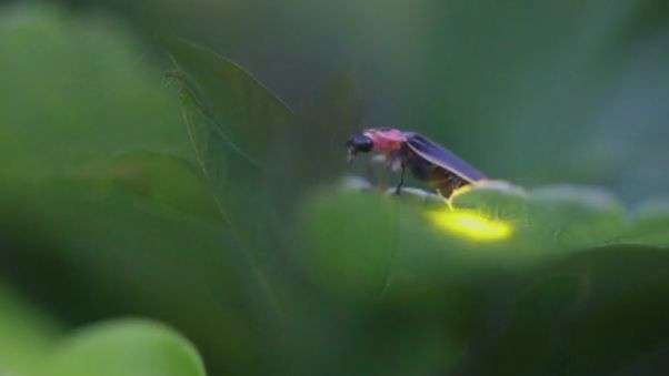 Firefly gift-giving: Composition of 'nuptial gifts' revealed, shedding light on postmating sexual selection