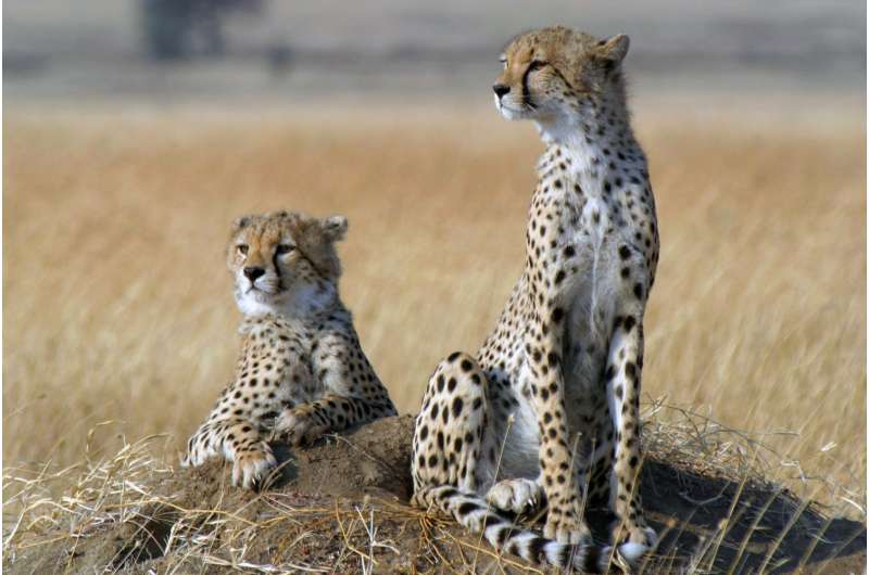 Sprinting towards extinction? Cheetah numbers crash globally