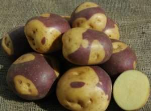 Researchers develop nutrient-rich purple potato