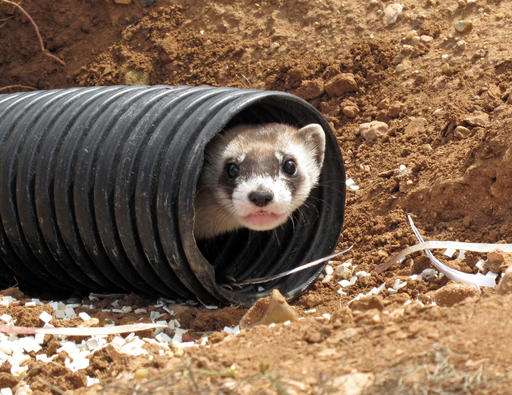 Black-footed ferrets return to where they held out in wild