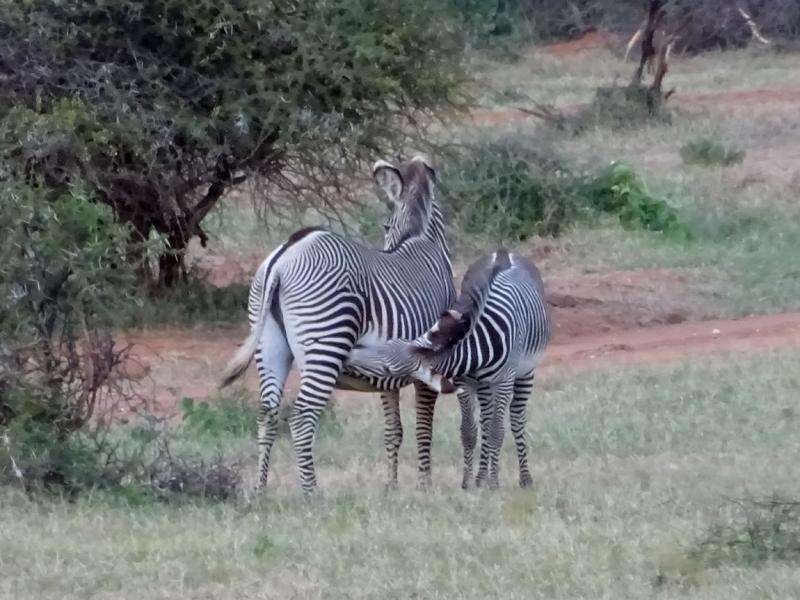 Bringing people together as scientists to save a zebra species