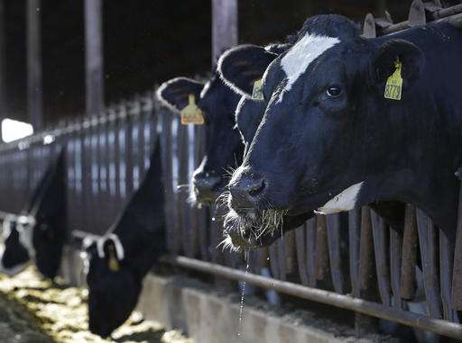 California targets dairy cows to combat global warming