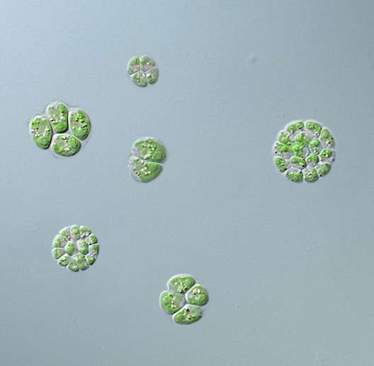Discovery of cellular counting mechanism used for size control in algae with links to cancer genetics
