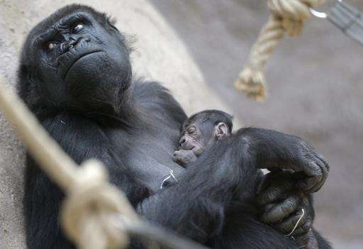 Gorilla gives birth unexpectedly at Prague zoo