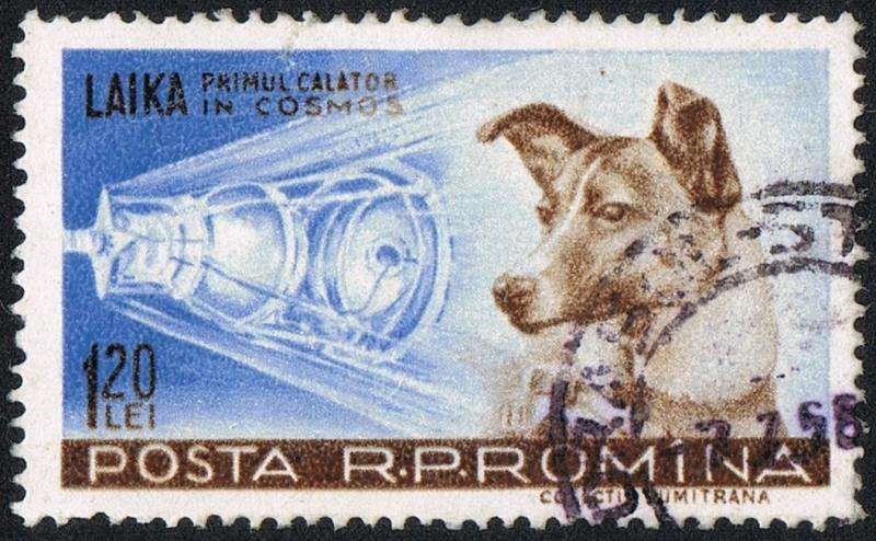 How many dogs have been to space?