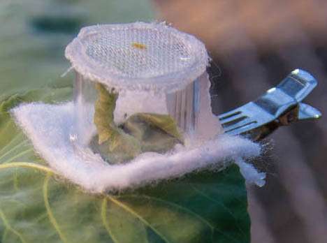 Insect spit a key weapon in ongoing agriculture war