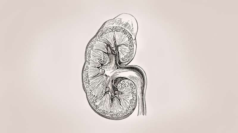 Investigating kidney biomarkers to track lupus