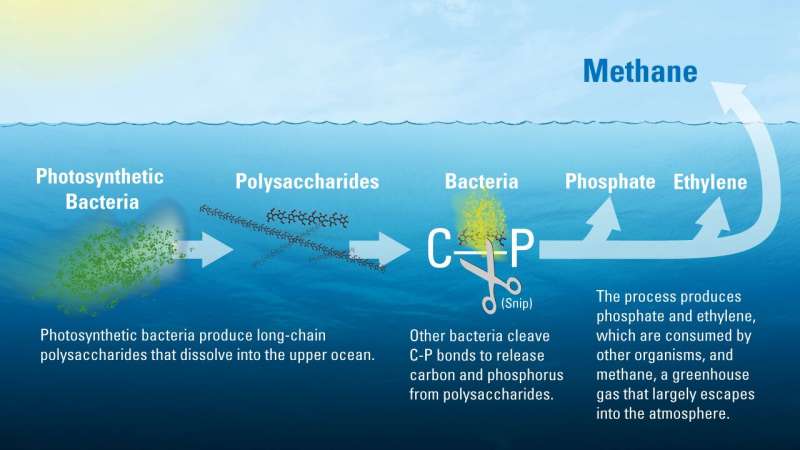 New study explains mysterious source of greenhouse gas methane in the ocean